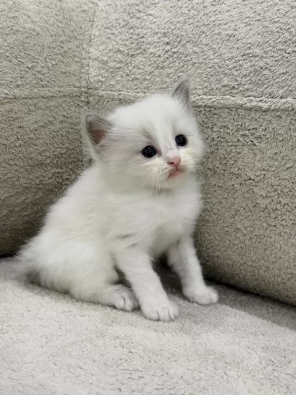 Ragdoll Yavrularımız