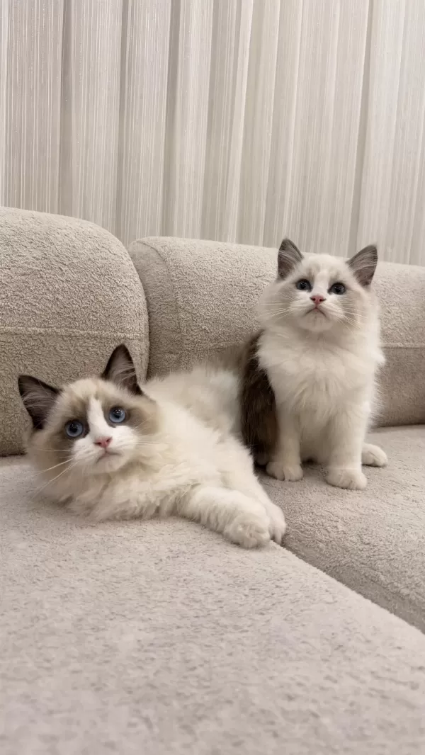 Ragdoll Yavrularımız