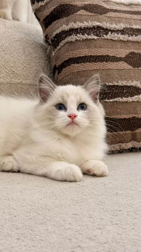 Ragdoll Yavrularımız
