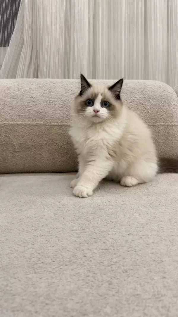 Ragdoll Yavrularımız