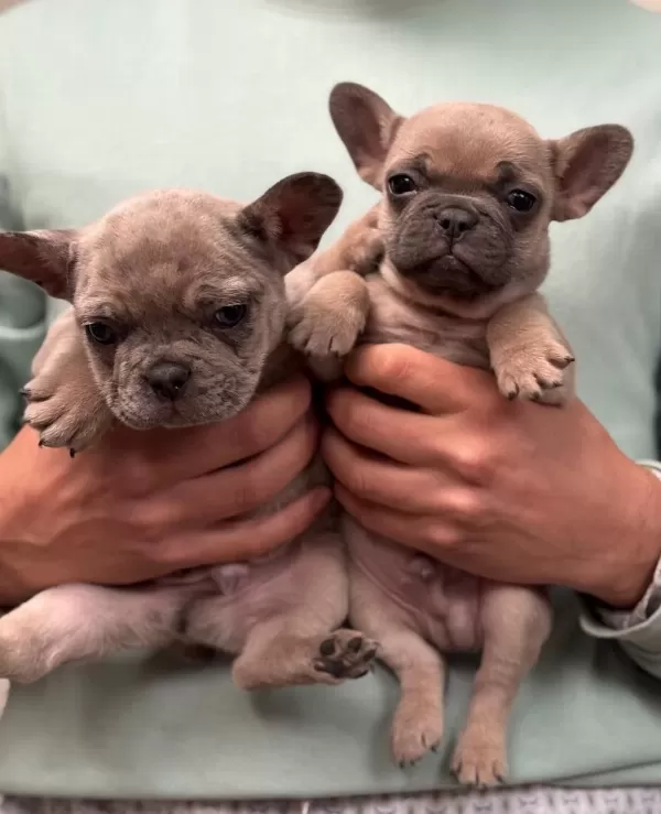 Mavi Gözlü French Bulldog Bebekler