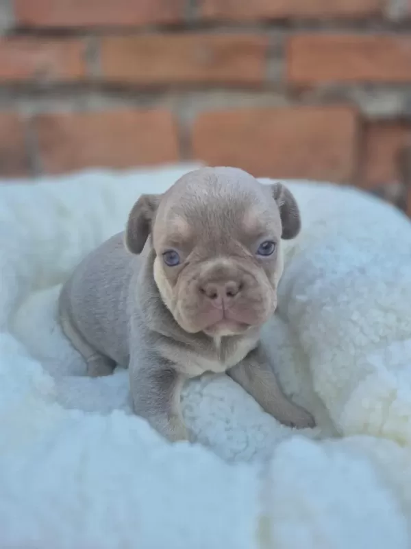 Mavi Gözlü French Bulldog Bebekler