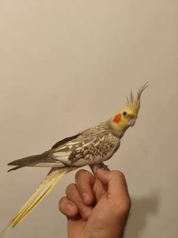 Ele Alışkın Sultan Papağanı