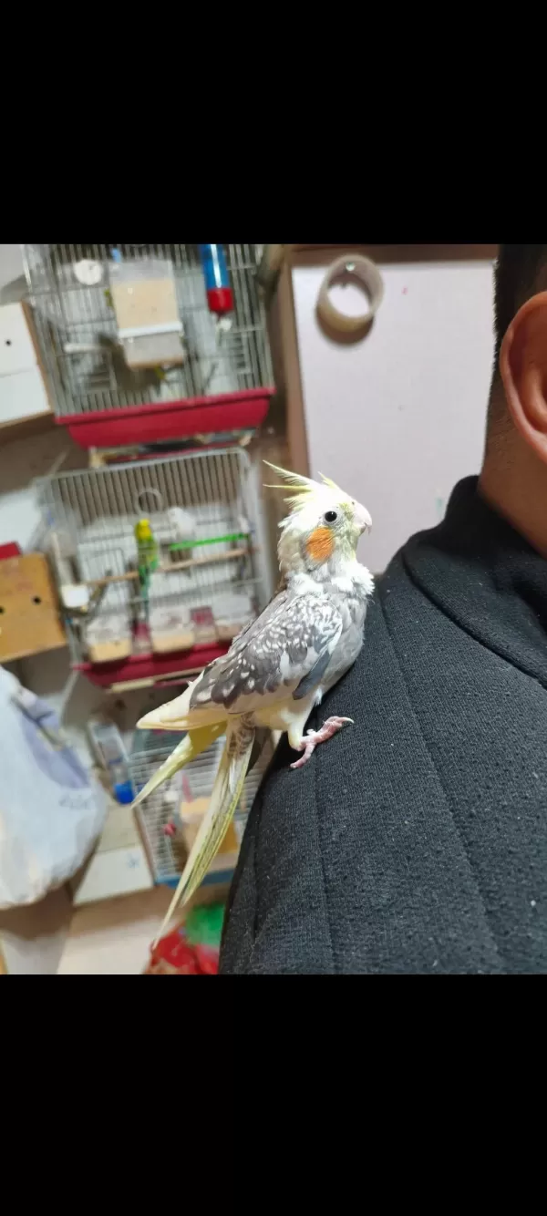 Ele Alışkın Sultan Papağanı