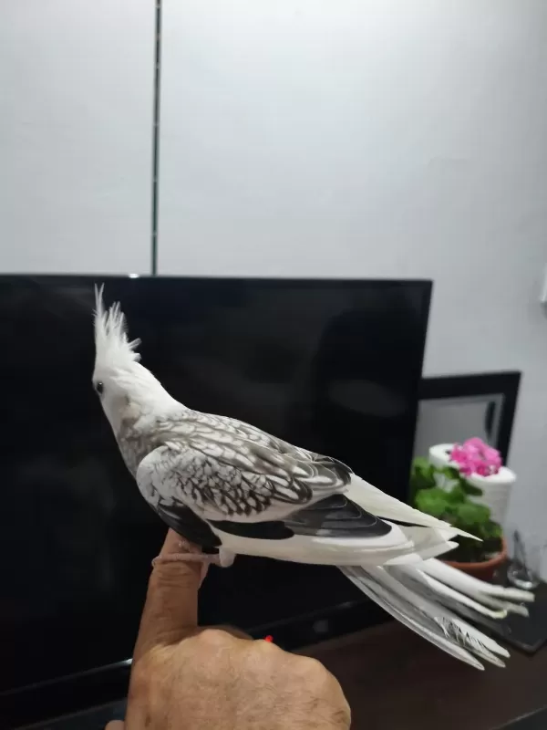 Ele Alışkın Sultan Papağanı