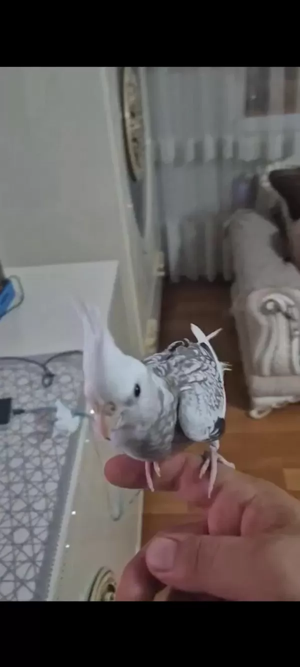 Ele Alışkın Sultan Papağanı