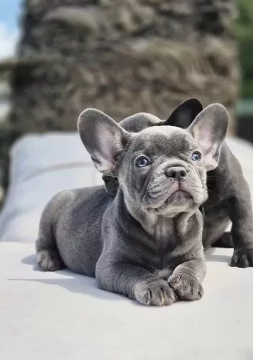 Efsane French Bulldog Yavruları Sizleri Bekliyor