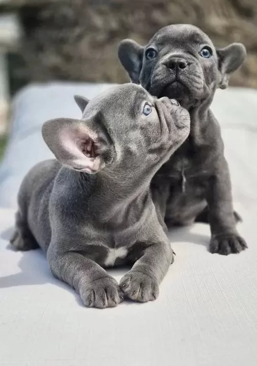 Efsane French Bulldog Yavruları Sizleri Bekliyor
