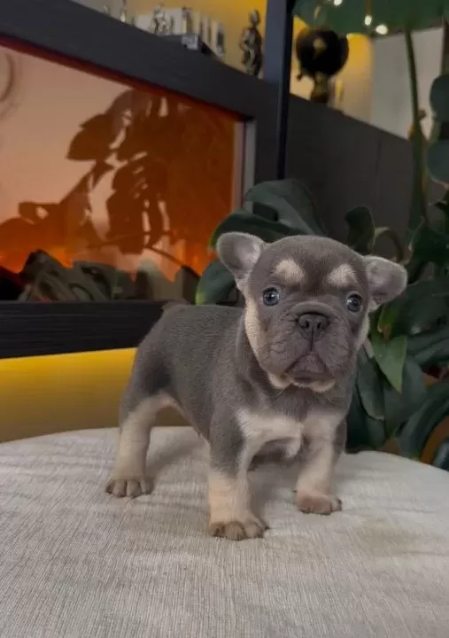 Rezerveye Açik Egzoti̇k French Bulldog Safkan Yavrularim Özel