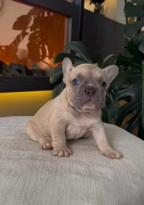 Rezerveye Açik Egzoti̇k French Bulldog Safkan Yavrularim Özel