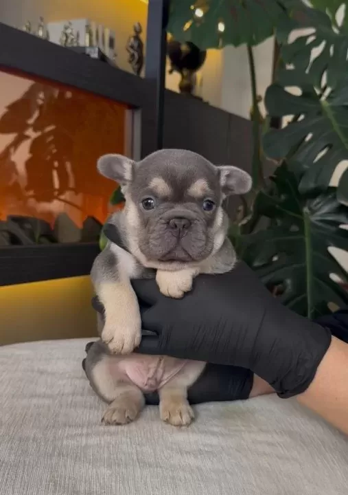 Rezerveye Açik Egzoti̇k French Bulldog Safkan Yavrularim Özel