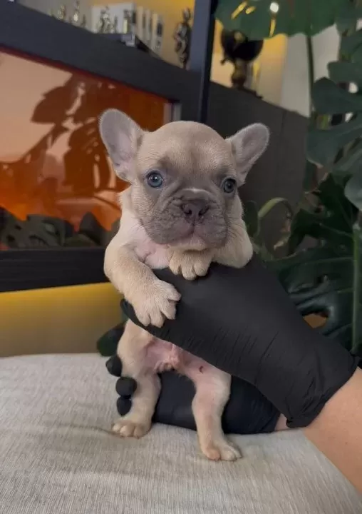 Rezerveye Açik Egzoti̇k French Bulldog Safkan Yavrularim Özel