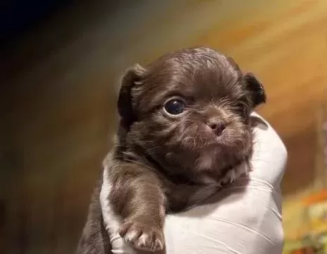 Rus Kan Teacup Çikolata Tan Mükemmel Kalite Erkek