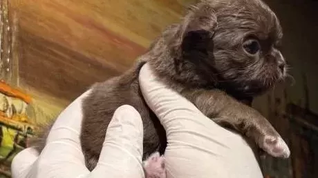 Rus Kan Teacup Çikolata Tan Mükemmel Kalite Erkek