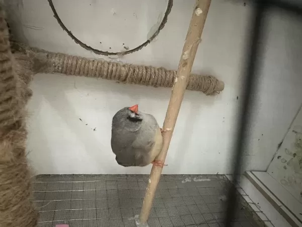Harika Hazir Çift Kuşumuz