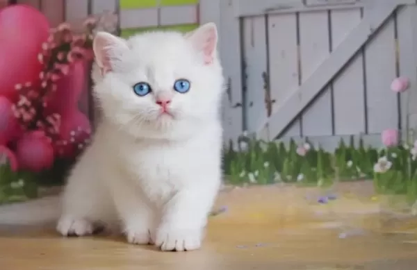 Kar Beyaz Silver British Shorthair Ns1133