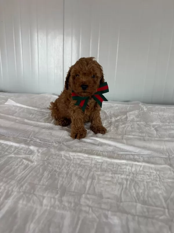 Sağlıklı A Kalite Toy Poodle