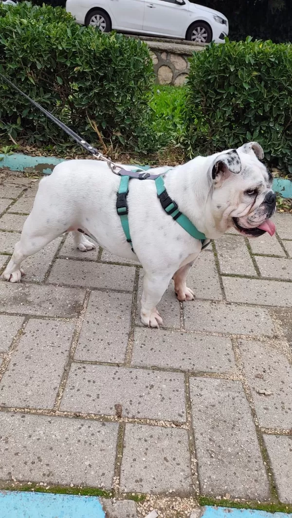 Egzotik İngiliz Bulldog Dişi