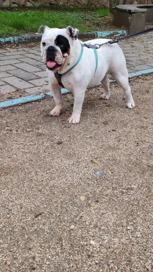 Egzotik İngiliz Bulldog Dişi