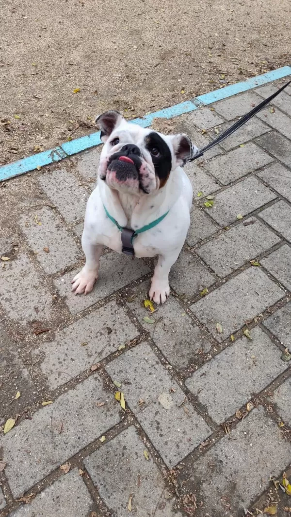 Egzotik İngiliz Bulldog Dişi