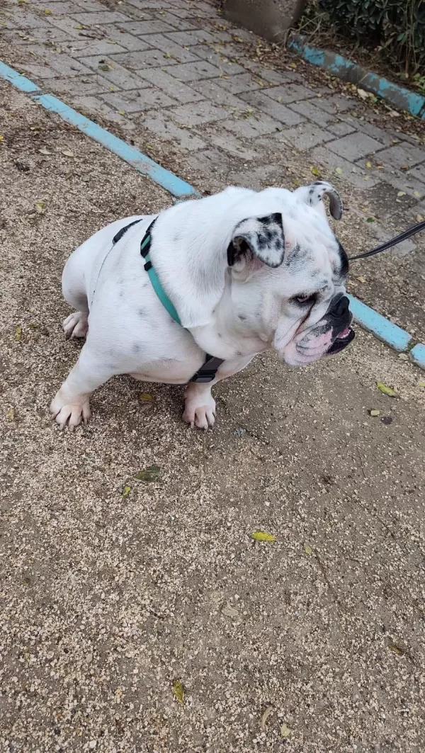 Egzotik İngiliz Bulldog Dişi