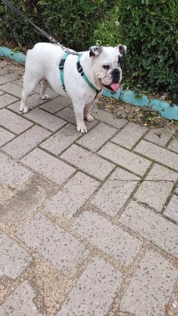 Egzotik İngiliz Bulldog Dişi