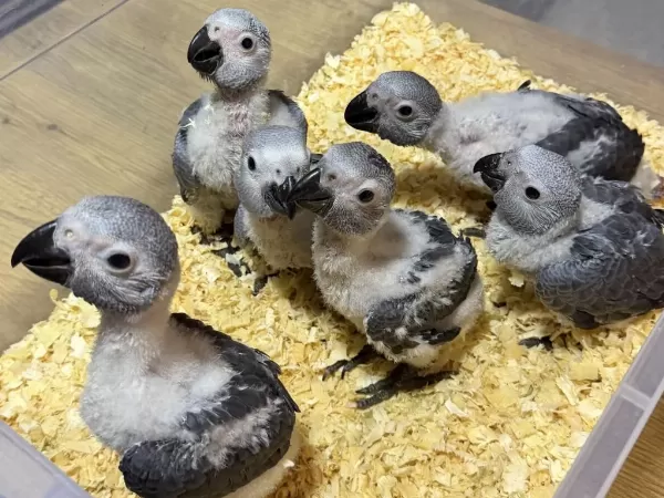 Bebek Yasal Belgeli Jako Papağani Yavrularimiz