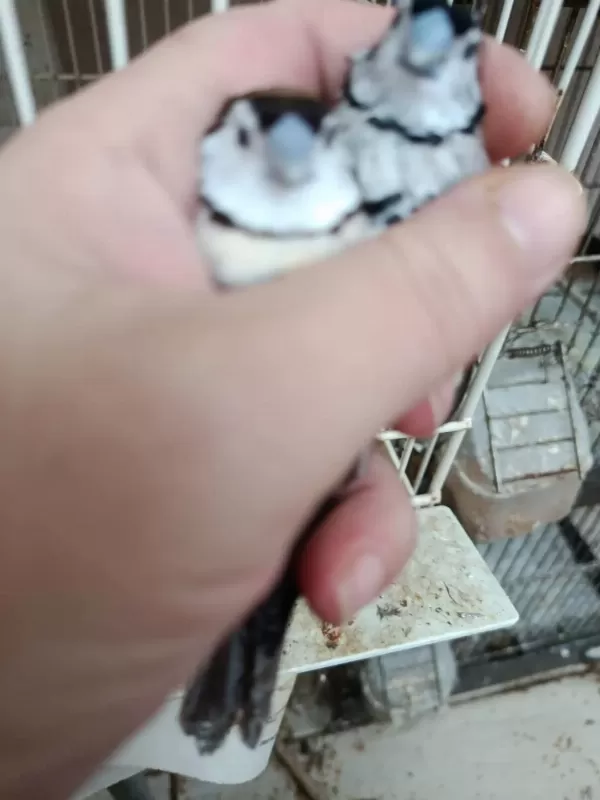 Baykuş Ve Çim İspinozları