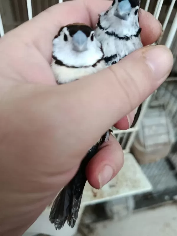 Baykuş Ve Çim İspinozları