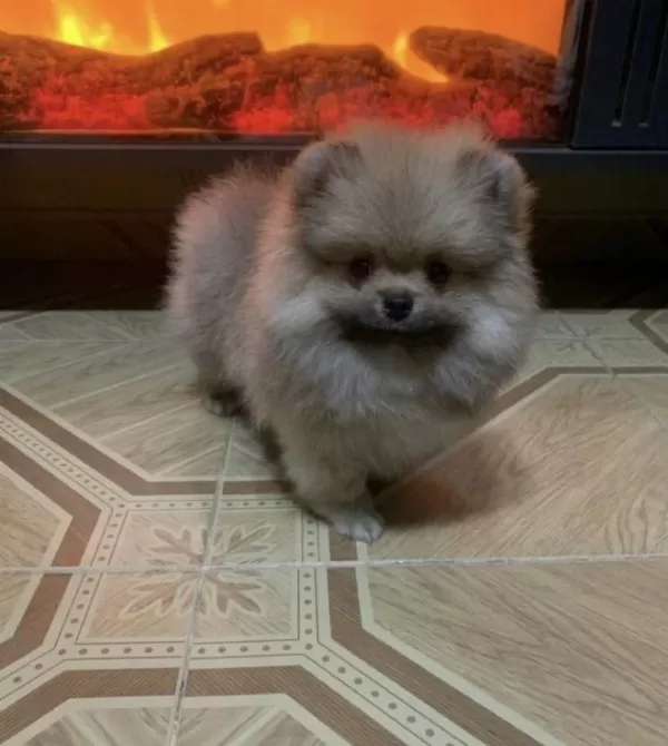Bebek Yüzlü Pomeranian Köpeği