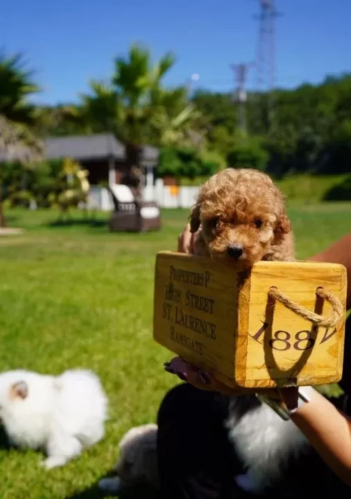 Bi R Bi Ri Nden Güzel Teacup Poodle Yavrulari