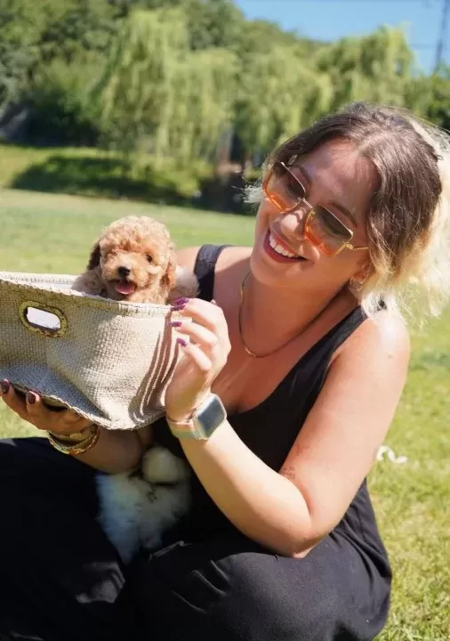Tea Cup Poodle Yavrulari Si Zleri Bekli Yor
