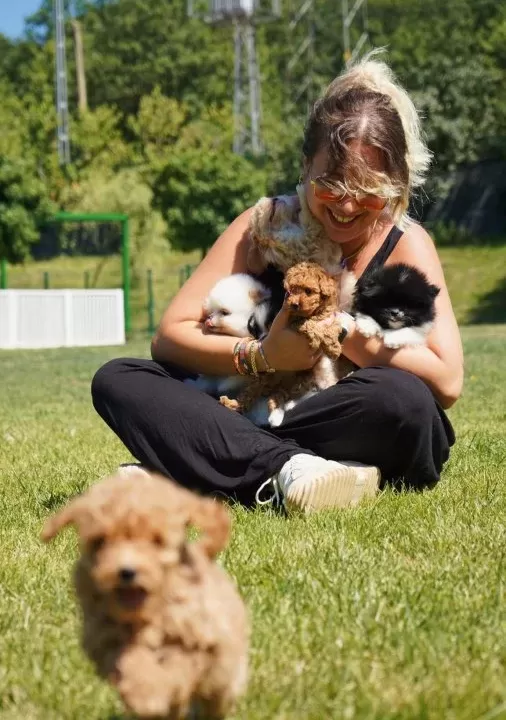 Tea Cup Poodle Yavrulari Si Zleri Bekli Yor