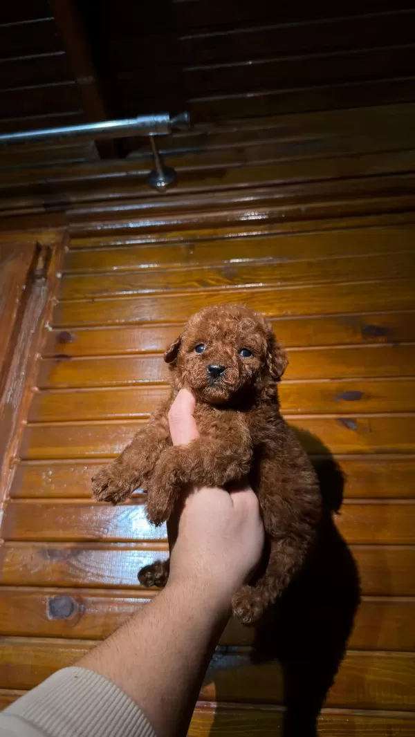 Harika Kore Kan Toypoodle