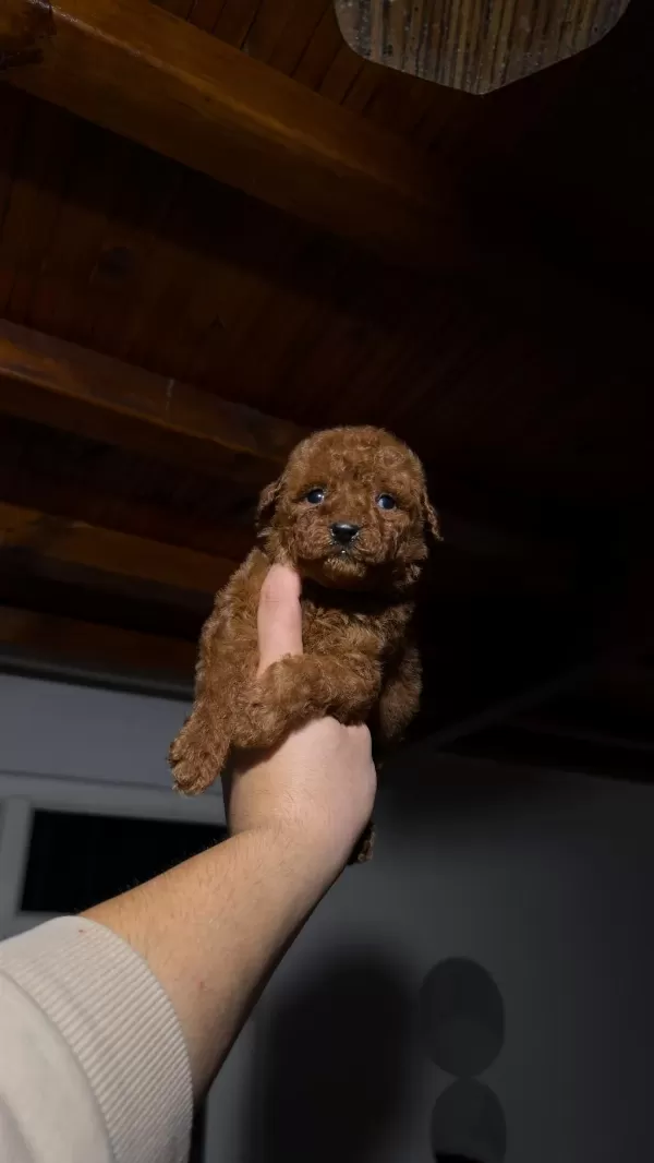 Harika Kore Kan Toypoodle