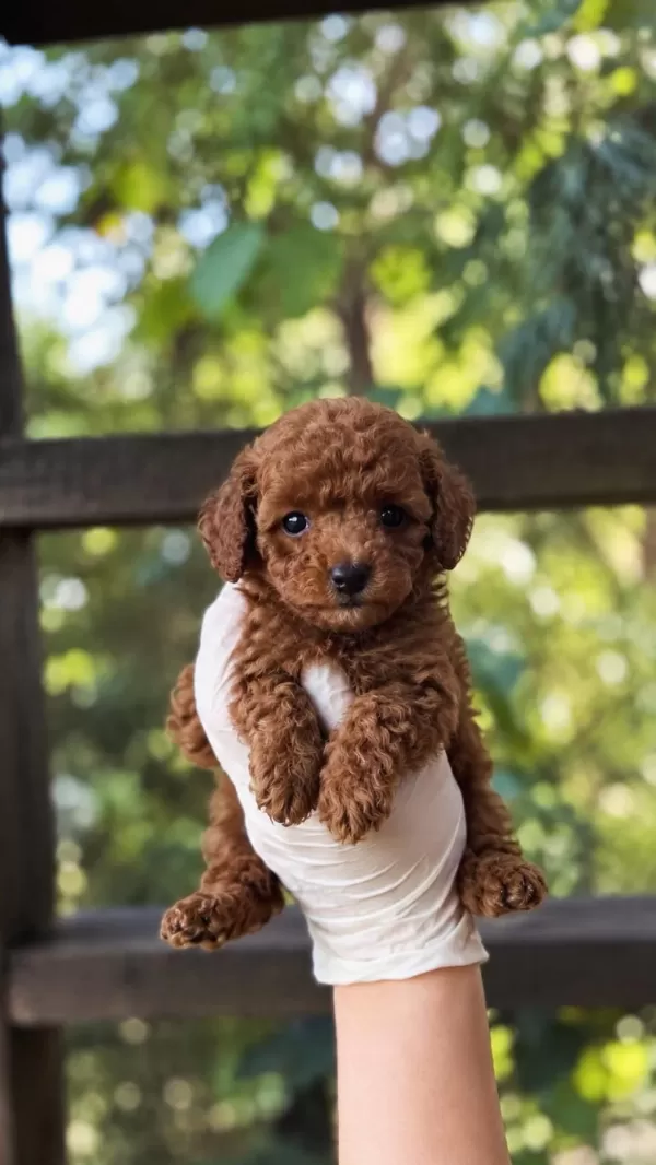 Harika Kore Kan Toypoodle