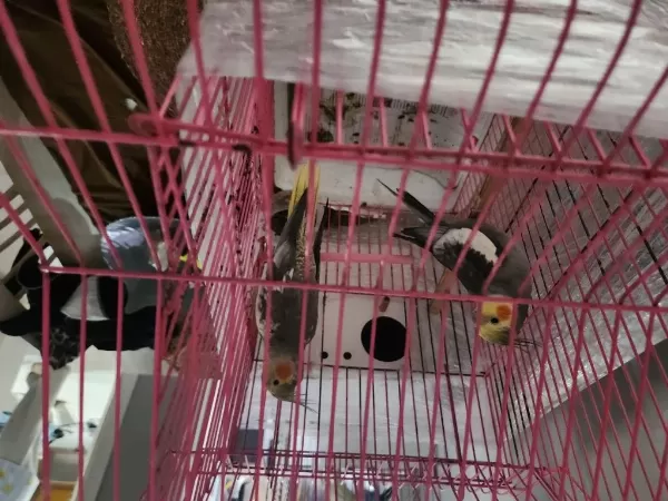 2 Adet Genç Dişi Erkek Sultan Papağanı