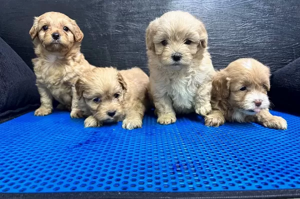 F 1maltipoo