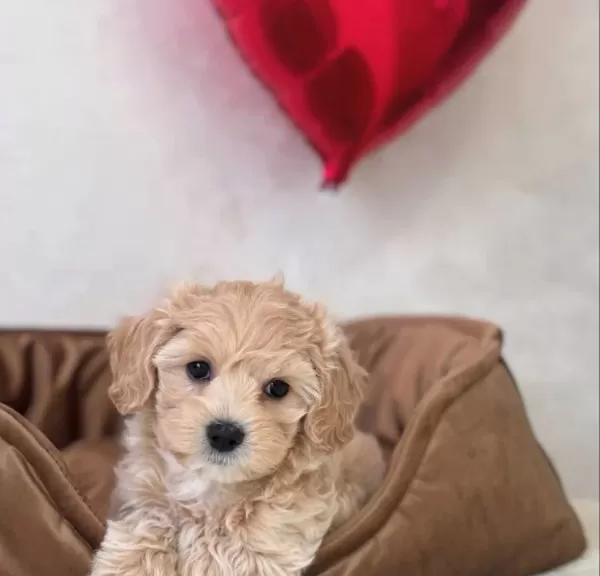Sevi Mli Malti Poo Yavrularimiz