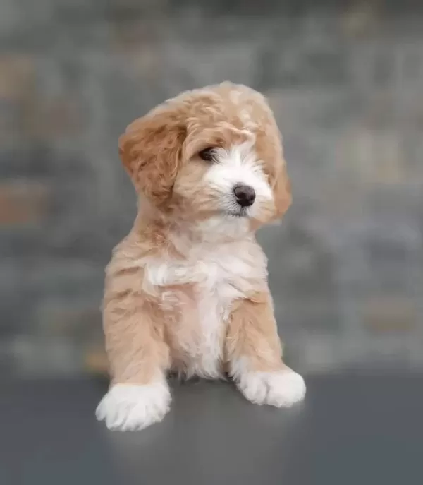 Ruhsatlı Çiftlikten Maltipoo Yavruları