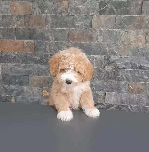 Ruhsatlı Çiftlikten Maltipoo Yavruları