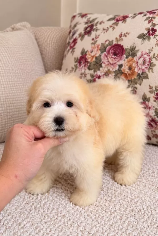 Harika Maltipoo Güzelliği