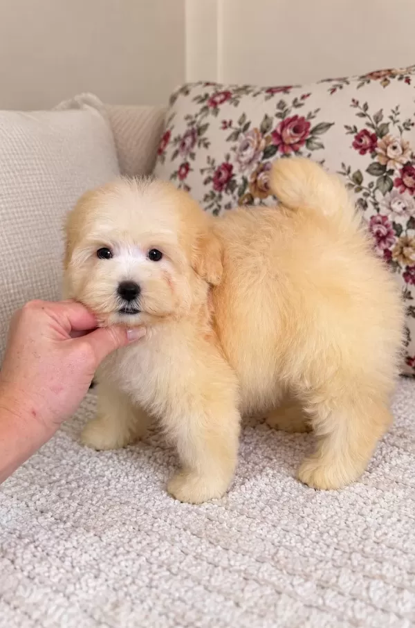 Harika Maltipoo Güzelliği