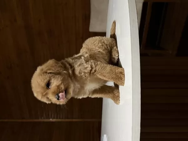Sağlıklı Redbrown Maltipoo