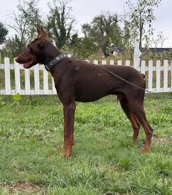 6 Aylik Erkek Kizil Esteti̇kli̇ Doberman