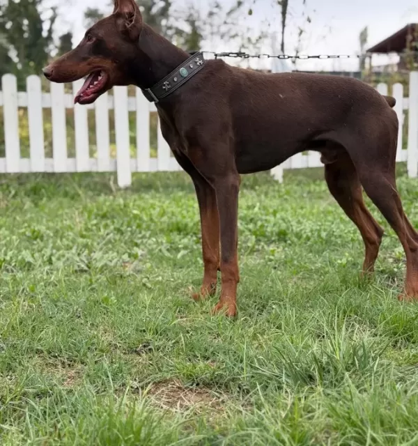 6 Aylik Erkek Kizil Esteti̇kli̇ Doberman