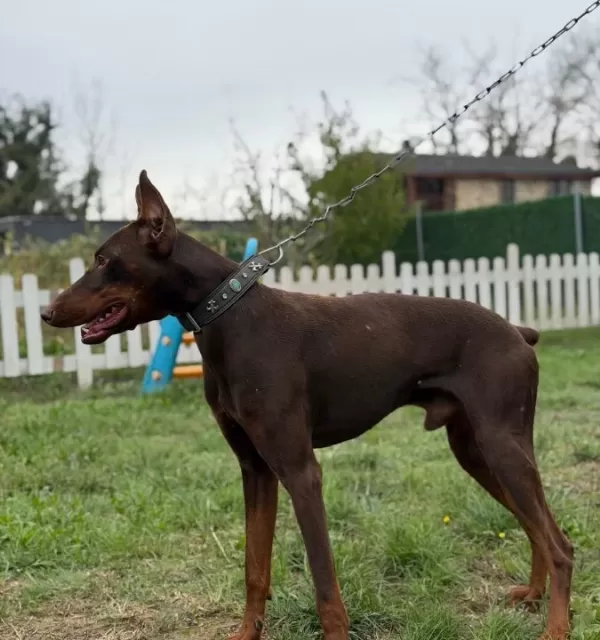 6 Aylik Erkek Kizil Esteti̇kli̇ Doberman