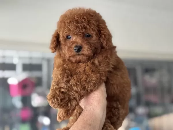 Petmode Köpek Çiftliğinde Ziyarete Açık Tea Cup Poodle