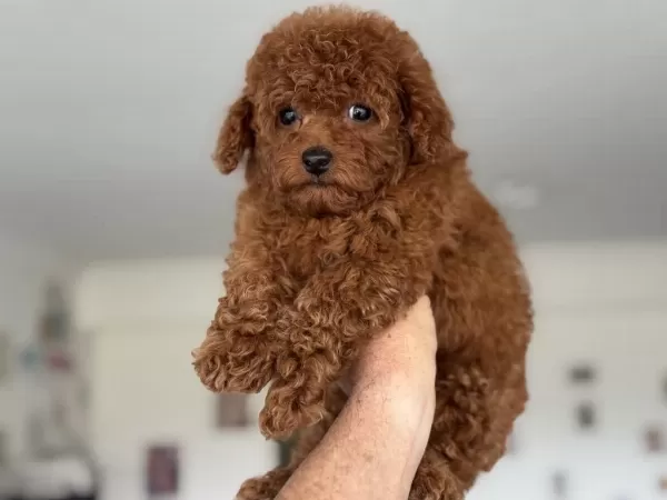 Petmode Köpek Çiftliğinde Ziyarete Açık Tea Cup Poodle