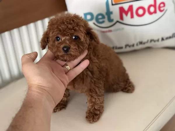 Petmode Köpek Çiftliğinde Ziyarete Açık Tea Cup Poodle